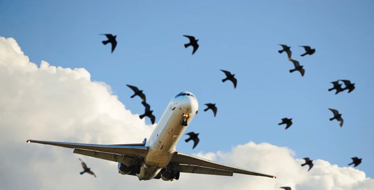 Bird hazard management on industrial site